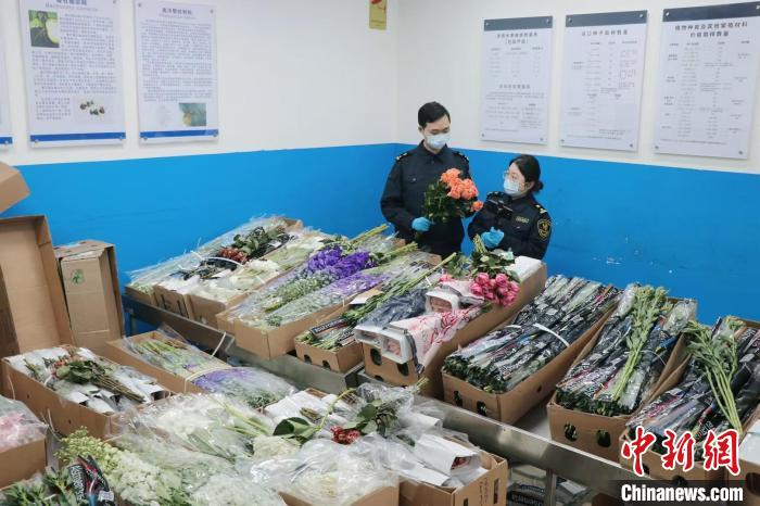 廣州迎鮮切花進(jìn)口高峰