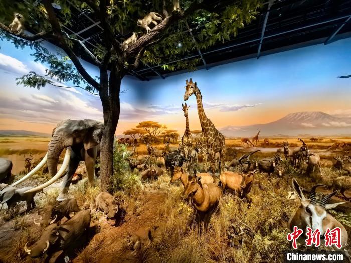 通訊：447件野生動(dòng)物標(biāo)本帶火一座博物館