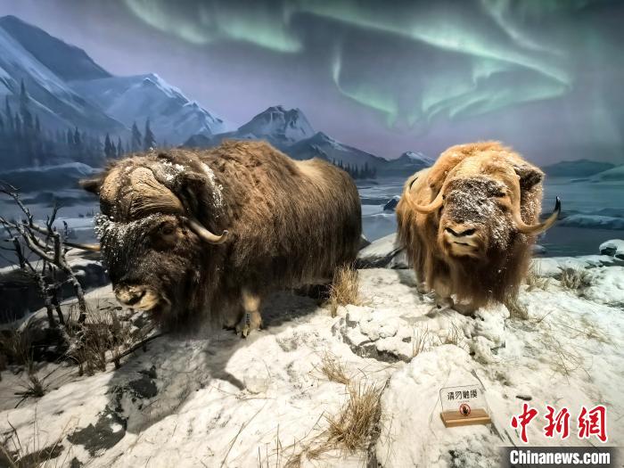 通訊：447件野生動(dòng)物標(biāo)本帶火一座博物館