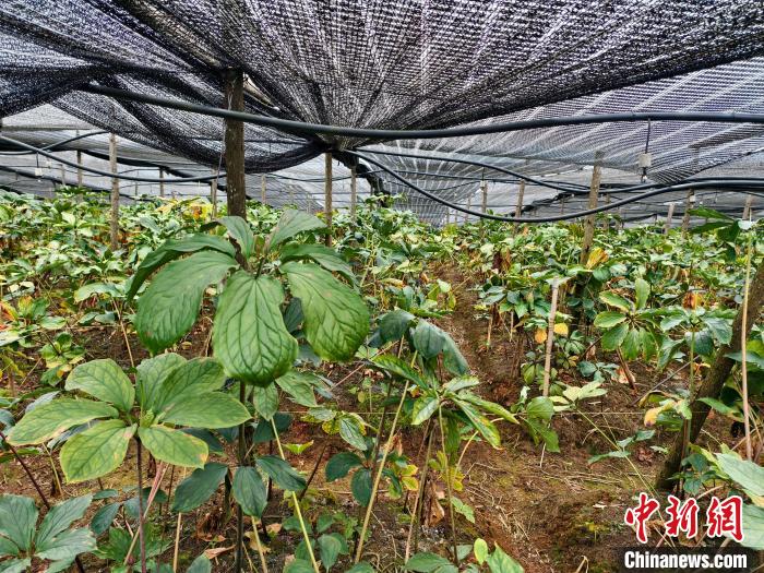 云南力爭2027年中藥材種植規(guī)模達1000萬畝以上