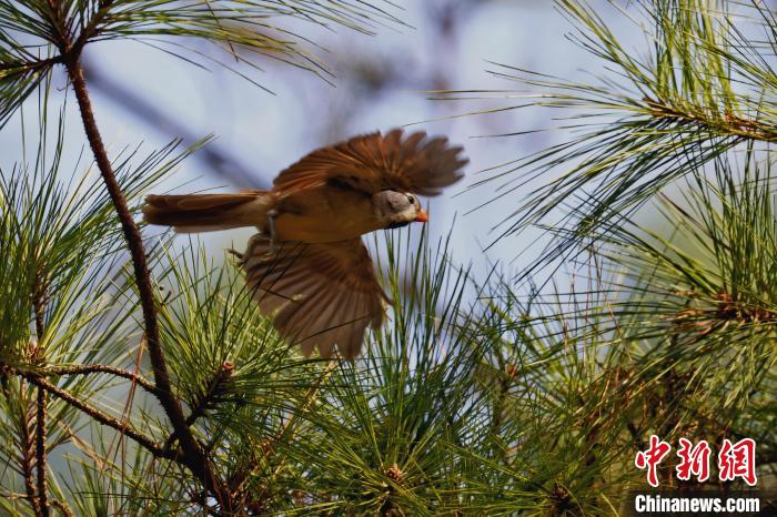國家“三有”保護(hù)動物灰頭鴉雀現(xiàn)身安徽祁門