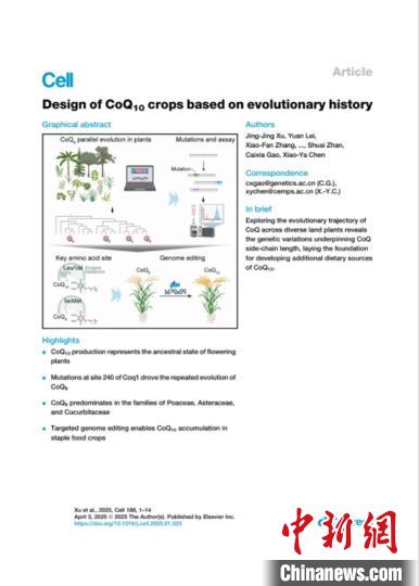 輔酶Q10有了新的食物來源 中國專家成功培育輔酶Q10水稻新品種
