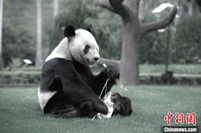 “中日友好特使”大熊貓“永明”離世