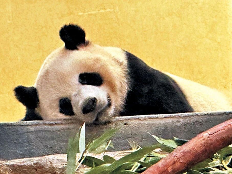 “安安”“可可”在香港住得怎么樣？一起探訪