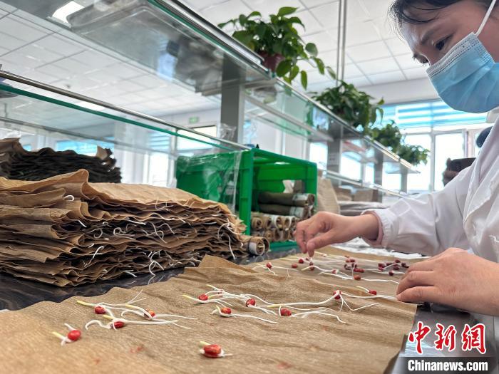 甘肅去年外繁種子出口值創(chuàng)31年來新高