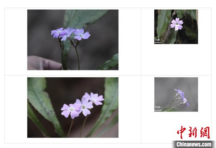 四川青神發(fā)現(xiàn)植物新種定名“眉山報(bào)春”