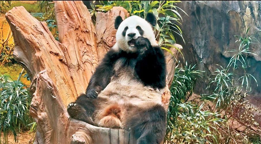 “安安”“可可”在香港住得怎么樣？一起探訪