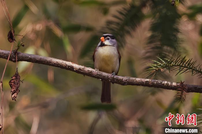 國家“三有”保護(hù)動物灰頭鴉雀現(xiàn)身安徽祁門