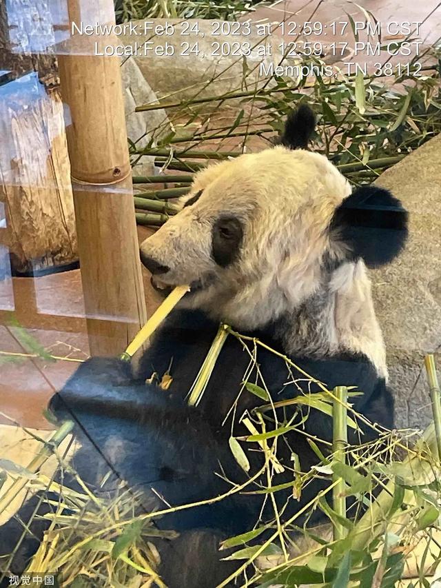 “丫丫”到底怎么了？骨瘦如柴、毛發(fā)脫落 → 網(wǎng)友：像吸毒了一樣！