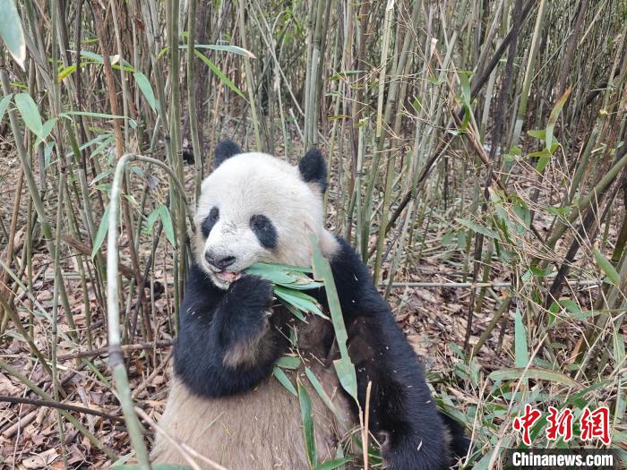 陜西佛坪國(guó)家級(jí)自然保護(hù)區(qū)巡護(hù)員一天兩次偶遇大熊貓