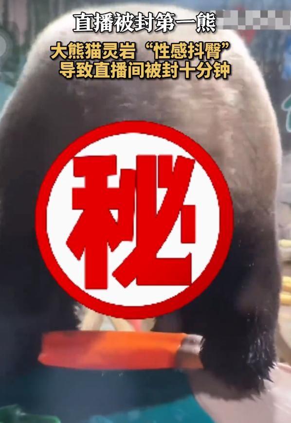 直播被封第一熊？大熊貓性感抖臀致直播間被封，網(wǎng)友熱議不斷