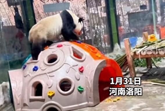 直播被封第一熊？大熊貓性感抖臀致直播間被封，網(wǎng)友熱議不斷