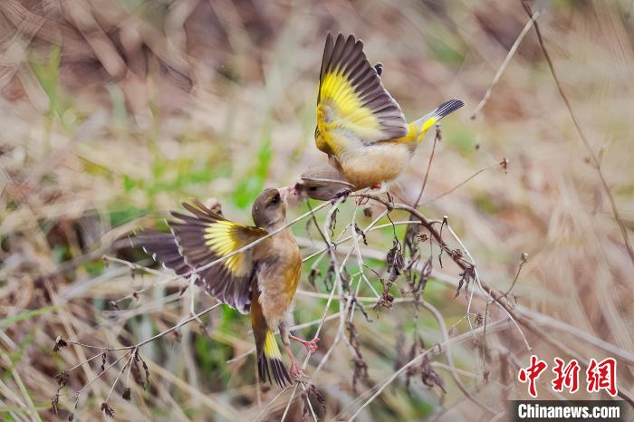 安徽祁門：金翅雀嬉戲荷塘間