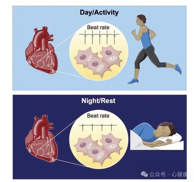 36歲女主播，直播一夜后猝死！常熬夜，小心猝死找上門？