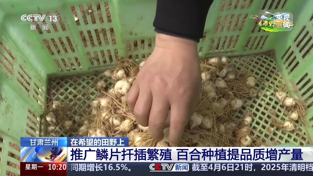 讓麥田喝上“聰明水”、百合種植新技術(shù)……清明時(shí)節(jié)農(nóng)事忙