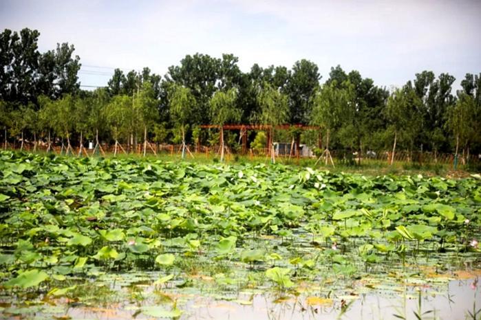 江蘇豐縣：文明新風(fēng)潤(rùn)?quán)l(xiāng)野 和美生態(tài)入畫(huà)來(lái)