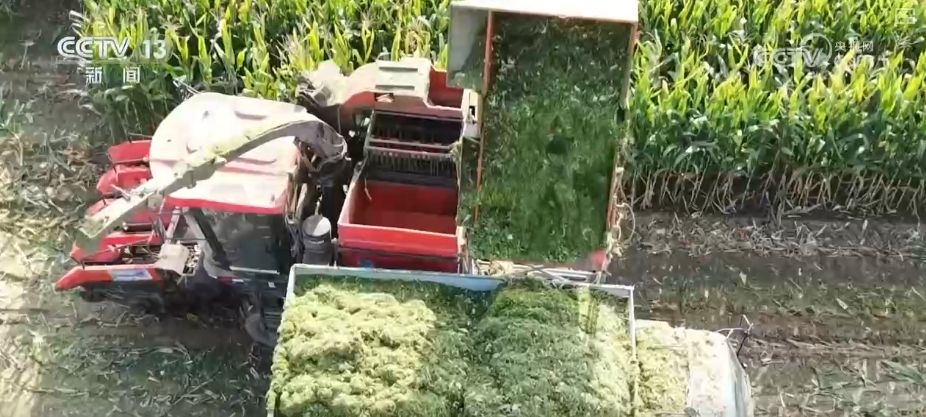 “糧飼雙收”“一塘多收”……新技術(shù)“大顯身手”繪就秋日別樣好“豐”景