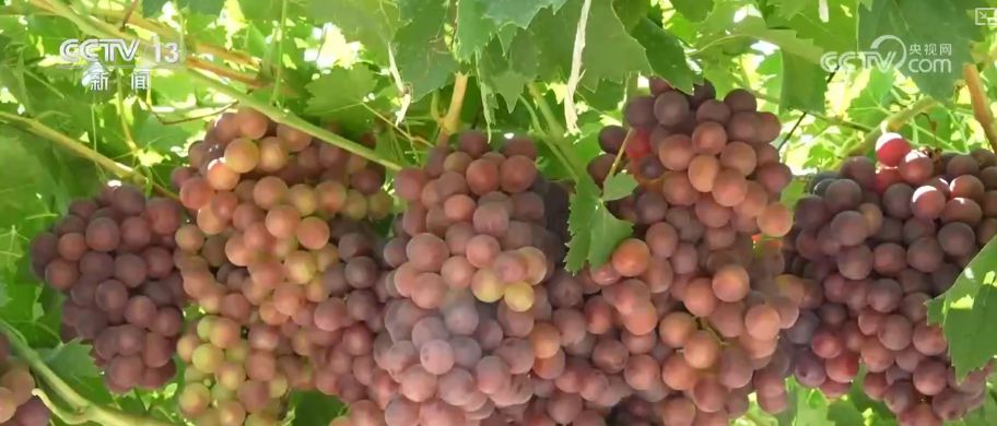 “糧飼雙收”“一塘多收”……新技術(shù)“大顯身手”繪就秋日別樣好“豐”景