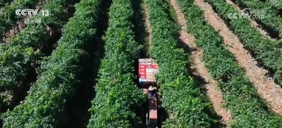 “糧飼雙收”“一塘多收”……新技術(shù)“大顯身手”繪就秋日別樣好“豐”景