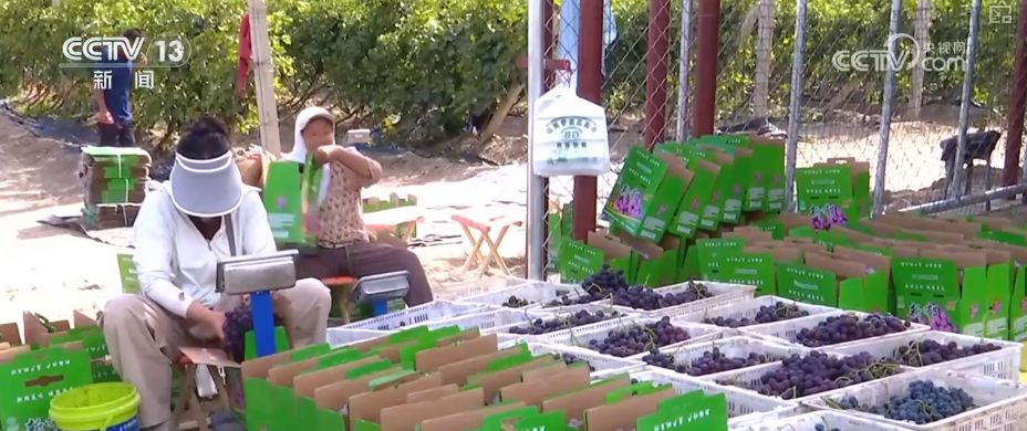 “糧飼雙收”“一塘多收”……新技術(shù)“大顯身手”繪就秋日別樣好“豐”景