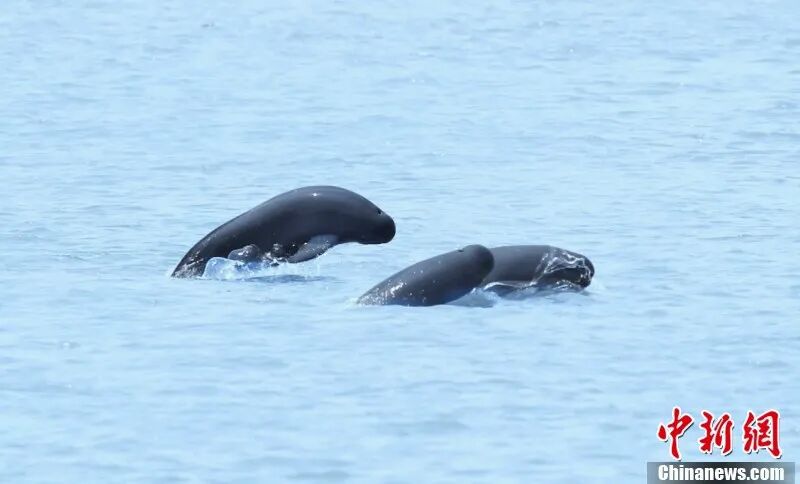 圖為在南昌“江豚灣”，江豚成群嬉戲。 余會(huì)功 攝.jpg