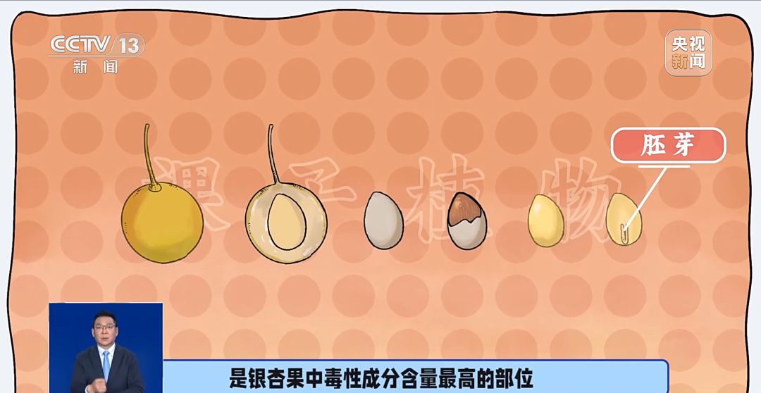 路邊這種小果子千萬不能撿食 處理不好會中毒