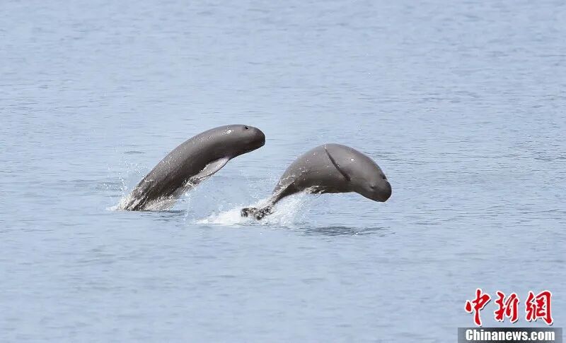 圖為在南昌“江豚灣”，江豚跳躍。余會(huì)功 攝.jpg
