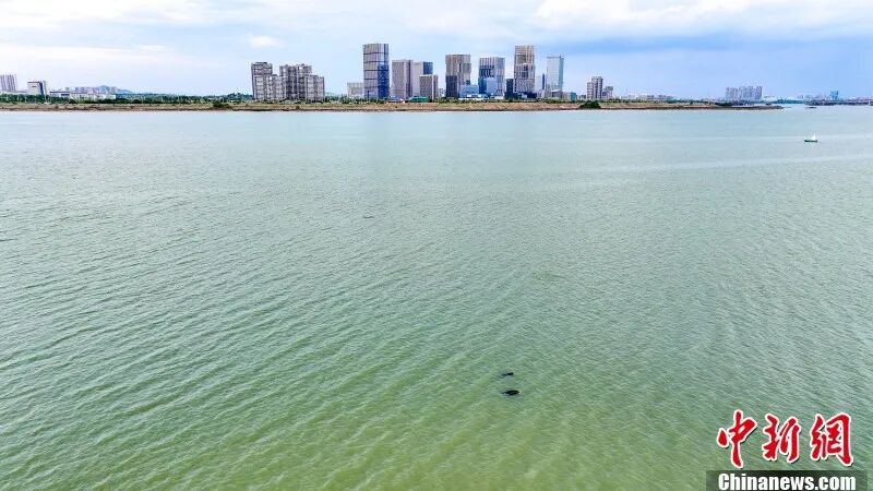 圖為航拍南昌“江豚灣”的江豚。 章斌 攝.jpg