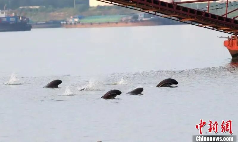 圖為在南昌“江豚灣”，江豚成群嬉戲。余會(huì)功 攝.jpg