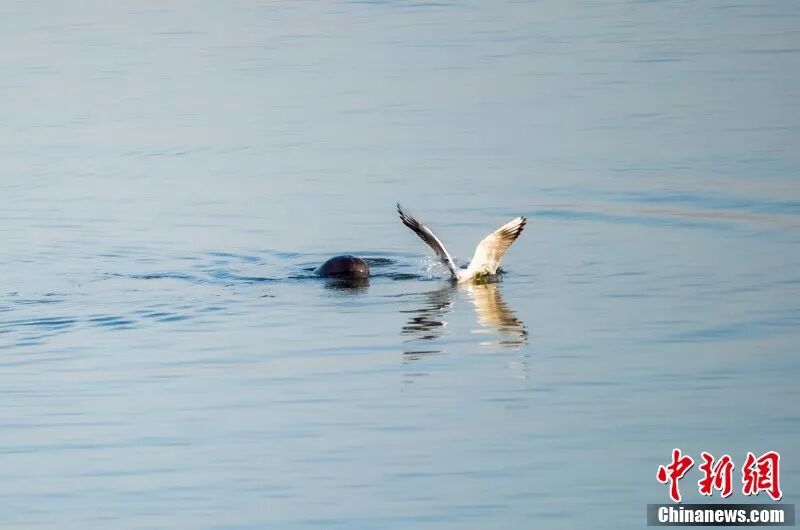 圖為南昌“江豚灣”，江豚與江鷗爭(zhēng)食。章斌 攝.jpg