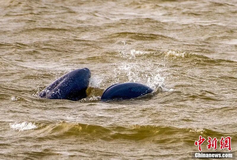 圖為南昌“江豚灣”，江豚歡悅暢游。章斌 攝.jpg